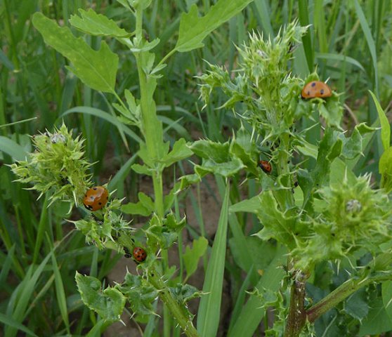 zevenenelfstippeliglieveheersbeestjebrabantsebiesbosch11072015_2