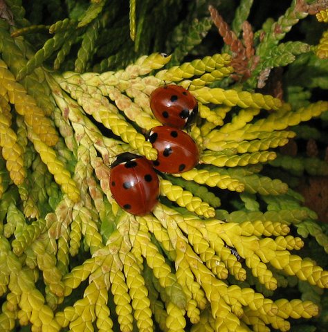 zevenstippeliglieveheersbeestjevianen09032015