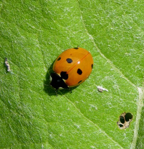 zevenstippeliglieveheersbeestjevoortuinmeerkerk08062015