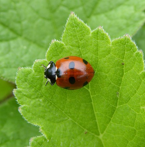 zevenstippeliglieveheersbeestjezuidlimburg06062015