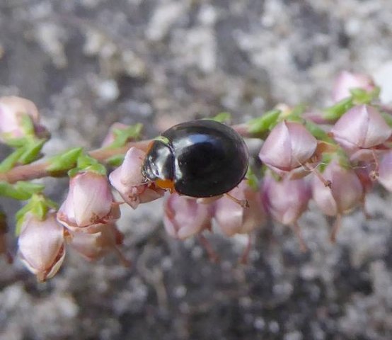 zwartlieveheersbeestjeopstruikheidesoesterberg27092015_2
