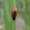 ruigtelieveheersbeestjeparingbrabantsebiesbosch11072015_1