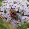 ruigtelieveheersbeestjeparingbrabantsebiesbosch11072015_2