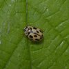 schaakbordlieveheersbeestjeafwijkendviaansebos24062015_1