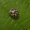 schaakbordlieveheersbeestjeafwijkendviaansebos24062015_4