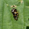 schaakbordlieveheersbeestjeparingzuidlimburg06062015