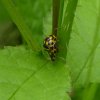 schaakbordlieveheersbeestjeviaansebos03062015_1