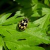 schaakbordlieveheersbeestjeviaansebos03062015_2