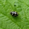 schaakbordlieveheersbeestjeviaansebos03062015_3