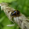 schaakbordlieveheersbeestjeviaansebos24062015_1