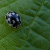 schaakbordlieveheersbeestjezouweboezem21072015