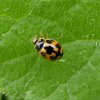 schaakbordlieveheersbeestjezuidlimburg06062015_1