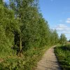 wilgenlieveheersbeestjeszonwandburggraafmeerkerk16062015
