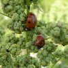 zevenenelfstippeliglieveheersbeestjebrabantsebiesbosch11072015_1