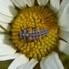 zevenstippeliglieveheersbeestjelarvebolgerijenvianen17062015_2