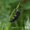 zevenstippeliglieveheersbeestjelarveopkruldistellexmond16062015_1