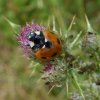 zevenstippeliglieveheersbeestjelekuiterwaardlexmond07072015_2