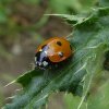 zevenstippeliglieveheersbeestjeopkuldistellexmond16062015_1