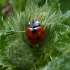 zevenstippeliglieveheersbeestjeopkuldistellexmond16062015_3