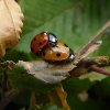 zevenstippeliglieveheersbeestjeparinghaagbeukvoortuinmeerkerk23062015_1