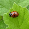 zevenstippeliglieveheersbeestjezuidlimburg06062015