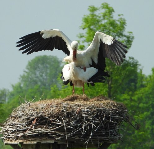 ooievaaringen08052020