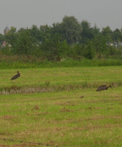 zwarte_ooievaar_juveniel_polder_autena_vianen_07092014_2