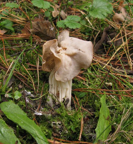 witte_kluifzwam_dassenbos_het_gooi_191009
