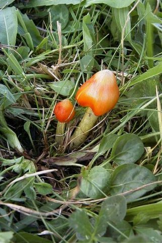 zwartwordende_wasplaat,_wasplatengraslandreservaat,_lekuiterwaard_achthoven,_12_sept._2004