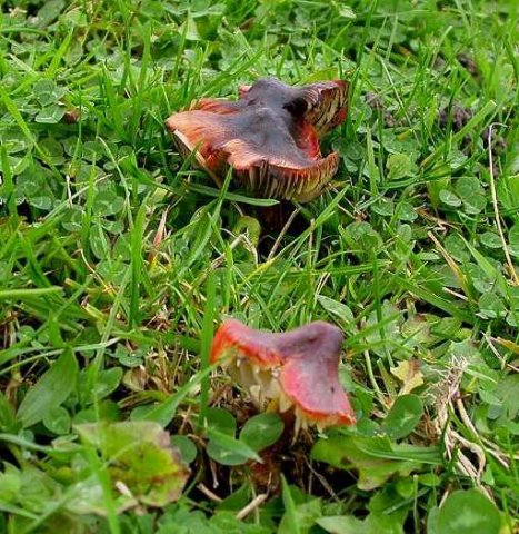zwartwordende_wasplaat,_wasplatengraslandreservaat,_lekuiterwaard_achthoven,_8_nov._2004