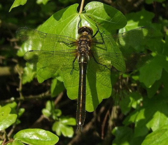 smaragdlibellingebos060520081