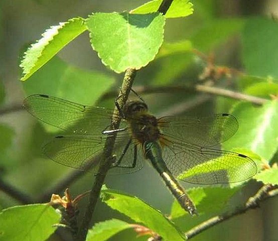 smaragdlibelnatuurlijkbrabant25042007
