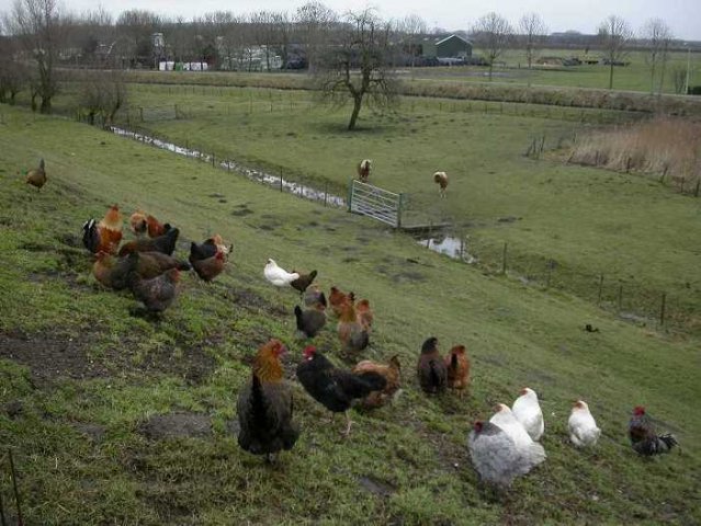 diefdijk_schoonrewoerd,_hobbypluimvee,_10_febr._2006