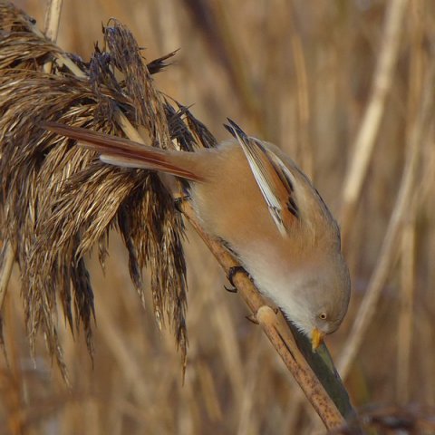 baardmanvrouwvlaardingen03122016_3