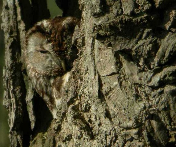 bosuil28042006