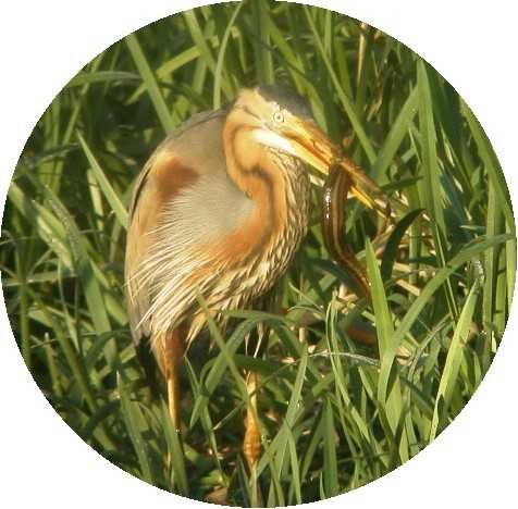 grote_modderkruper_purperreiger