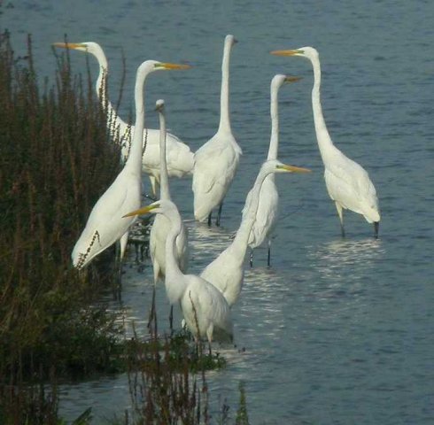 grote_zilverreigers,_goilberdingerwaard,_culemborg,_11_okt._2006_(25)