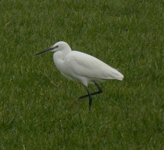kleinezilverreiger29012017