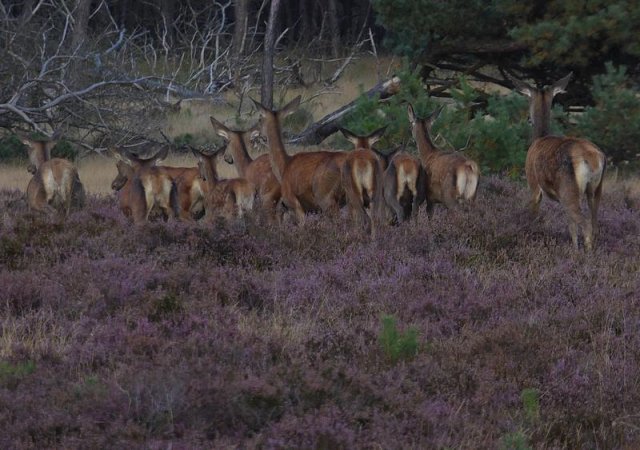 edelhertenhogeveluwe18092016_1