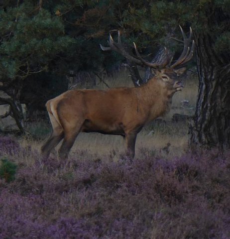 edelhertenhogeveluwe18092016_2