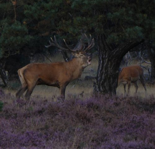 edelhertenhogeveluwe18092016_3