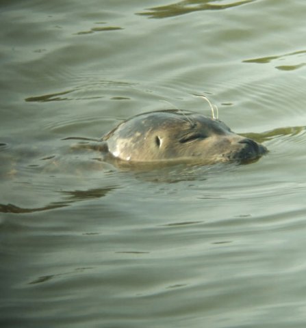 gewone_zeehond_buitenkanaal_vianen_21022011_2