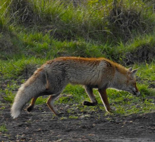 voshogeveluwe14052016_1