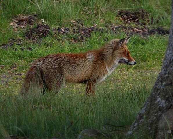 voshogeveluwe14052016_2