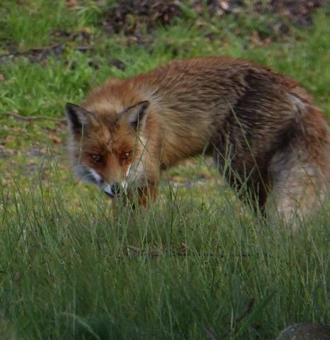 voshogeveluwe14052016_3