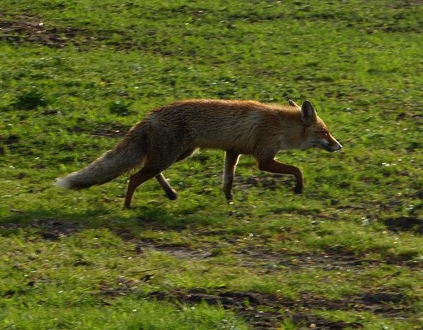 voshogeveluwe14052016_4