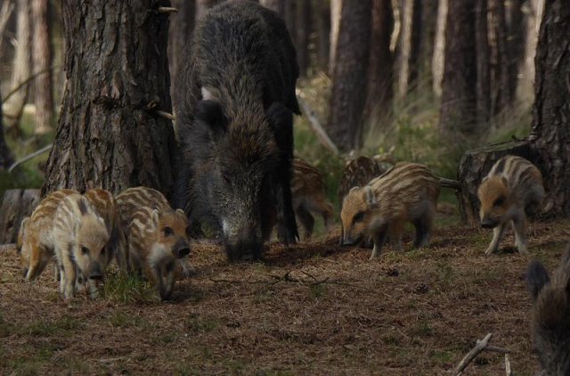 wildezwijnenhogeveluwe15052016_1