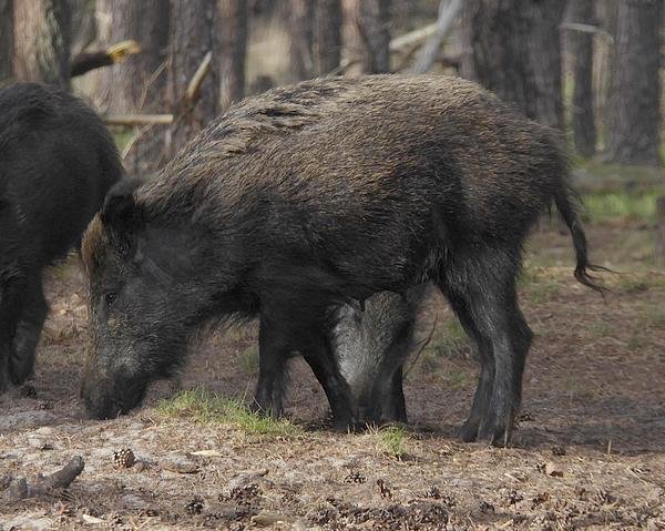 wildezwijnenhogeveluwe15052016_2