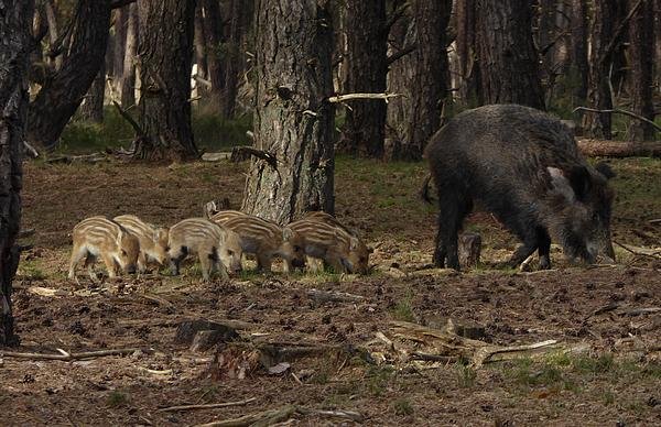 wildezwijnenhogeveluwe15052016_3