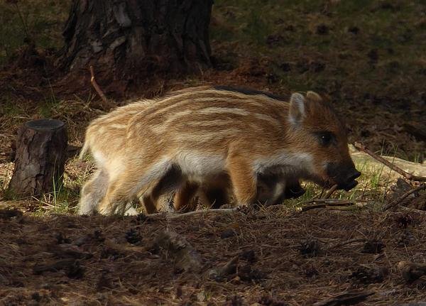 wildezwijnenhogeveluwe15052016_4